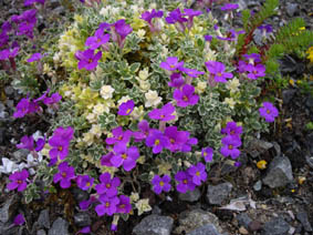 Aubrieta 'Downers Variegata'
